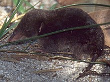 Actual Reiswühler (Oryzoryctes hova), a representative of the spitzmausartigen Tenreks with soft fur