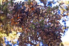 Monarker i Pacific Grove, Kalifornien