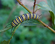 Housenky monarchů, na obrázku při krmení, mají různou toxicitu v závislosti na jejich stravě.