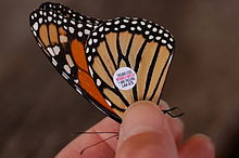 Samec monarchu so štítkom