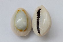 Ring cowrie from above and below