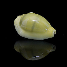 Money cowrie (Monetaria moneta)