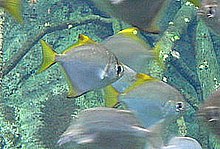 Ryba z wód słonawych: Monodactylus argenteus