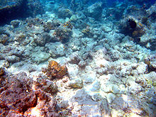 Dead stony corals