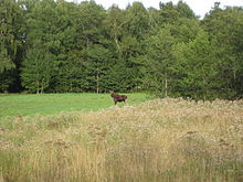 Forest, meadow and elk on Kumlinge.
