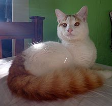 Türkisch Van Katze