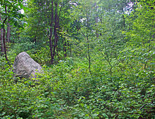 最高地点、郡内の最高地点を示すトレイルの標識の近くの森の中。