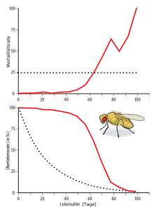 Relationship between survival rate (bottom) and mortality rate (top) using the example of a population of males of the species Drosophila melanogaster at 25 °C: The exponential increase in the mortality curve with increasing age is a characteristic of ageing. The dashed lines represent a hypothetical population with the same maximum age that does not age. The mortality curve would be a straight line: at each point in time, the probability of death would be the same.