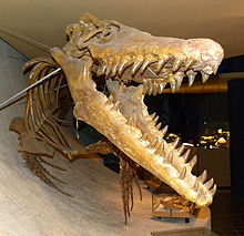 The skull of M. hoffmannii was adapted to withstand strong bites.