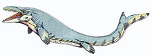 Restoration of M. beaugei, known from Morocco and Brazil.