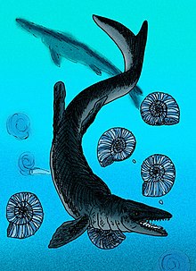 Mosasaurus inhabited nearshore habitats at various depths.