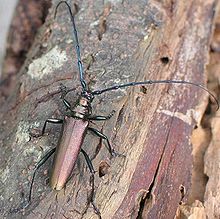 Like many longhorn beetles, the musk beetle has very long antennae.