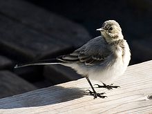 Pied Wagtail in its youthful plumage