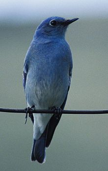 Horský modrý pták