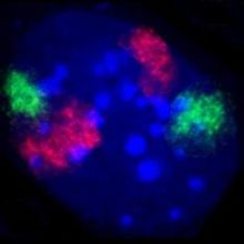 Nucleus of a mouse fibroblast. The territories of chromosomes 2 (red) and 9 (green) were stained by fluorescence in situ hybridization. DNA counterstaining in blue.
