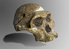 Australopithecus africanus -uroksen alkuperäinen kallo.