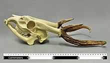 Skull of the giant muntjac (Muntiacus vuquangensis)