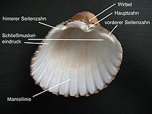 Shell of a cockle, inner view of the left shell valve