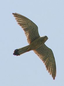 Aspect typique en vol d'un faucon crécerellette