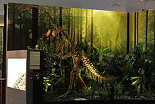 Plateosaurus tentoonstelling