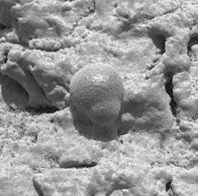 Mikroskopická fotografie pořízená Opportunity, na které je vidět šedý hematitový konkrement, který naznačuje minulou přítomnost kapalné vody.