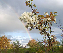 En regnbåge nära det blommande Nashi päronträdet  