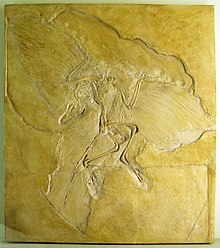 Archaeopteryx , varhaisin tunnettu lintu.