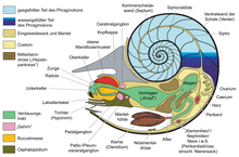 Schematic longitudinal section of nautilus with soft tissues