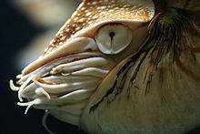 Nautilus tem um olho de furo