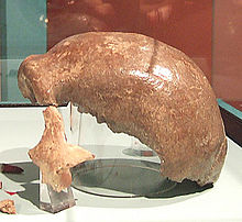 Neandertálec 1: tmavá kosť bola nájdená v roku 1856, svetlejšia v roku 2000