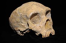Skull of a Neanderthal man, discovered in 1848, later named Gibraltar 1. Forbes' Quarry, Gibraltar