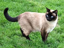 Сиамские кошки имеют пойнтовый окрас.