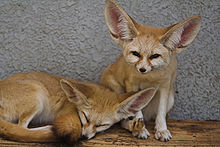 Two fennecs at Tokyo Zoo. Details of the coat pattern as well as the ear and toe hair can be seen well.