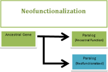 Un gen puede adquirir una nueva función tras un evento de duplicación génica. Una vez que se ha producido un evento de duplicación genética, una copia del gen mantiene la función original (paralogía verde), mientras que la otra tiene mutaciones que le hacen divergir y desarrollar una nueva función (paralogía azul)  
