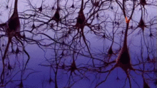 Neurale signalering in het menselijk brein. Kleine elektrische ladingen gaan van het ene neuron naar het andere  