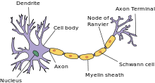 Os axônios dos neurônios são envoltos por várias bainhas de mielina, que protegem o axônio do fluido extracelular. Há pequenos espaços entre as bainhas de mielina conhecidas como nós de Ranvier, onde o axônio é exposto diretamente ao fluido extracelular ao redor.