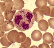 分裂した核を持つ好中球（中央、周囲は赤血球）、細胞質内には顆粒が見える（ギムザ染色による高倍率表示）