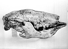 Skull of Nothrotherium
