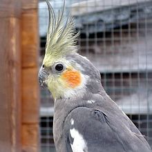 Какавидата - пример за вид птица с гребен
