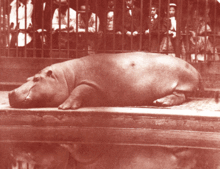 Poležavanje v londonskem živalskem vrtu leta 1852