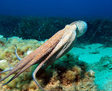 Oktopus schwimmend