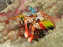 Een kleurrijke stomatopode, de pauwgarnaal, (Odontodactylus scyllarus) gezien in de Andaman Zee bij Thailand