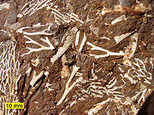 エストニア（オルドビス紀）の化石化した褐虫類。