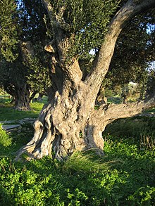 Olivi vicino a Karystos in Grecia