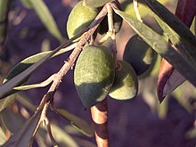 De vruchten van de olijfboom worden olijven genoemd.