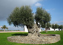 Un albero di ulivo