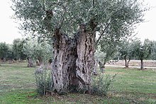 Olive grove near Alexandroupolis