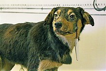 Jeden z Pavlovových psů v Pavlovově muzeu v Rjazani, Rusko.  