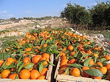 Freshly harvested oranges