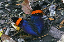 Dezelfde vlinder, Kallima inachus, die de bovenkant van zijn vleugels laat zien.